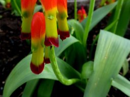 Lachenalia aloides var. quadricolor