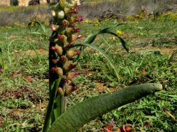 Lachenalia canaliculata