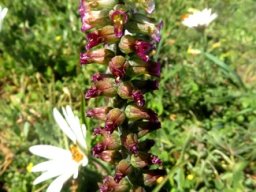Lachenalia canaliculata many stubby flowers