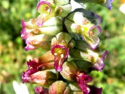 Lachenalia canaliculata flowers