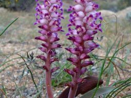 Lachenalia carnosa blue-purple lobe tips