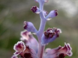 Lachenalia membranacea upper spike