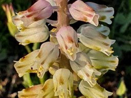 Lachenalia pallida changing angles with age