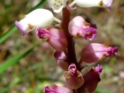 Lachenalia peersii flowers