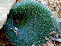 Lachenalia trichophylla leaf