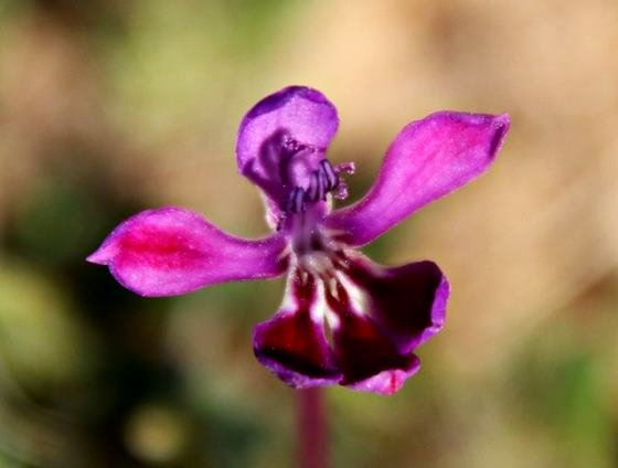 Lapeirousia pyramidalis subsp. regalis flower
