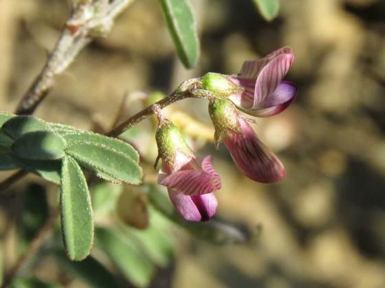 Lessertia annularis flowers