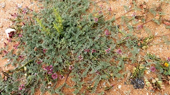 Lessertia capitata