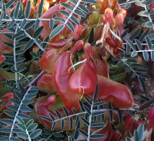 Lessertia frutescens balloon fruit