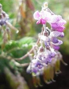 Lessertia thodei flowers