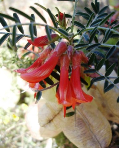 Lessertia frutescens flowers and fruit pods