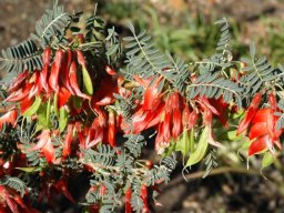 Lessertia frutescens