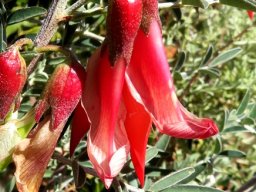 Lessertia frutescens calyx shine