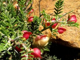 Lessertia spinescens bare stem-tips