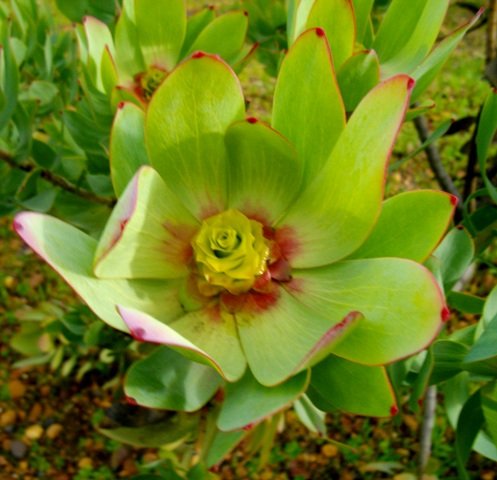 Leucadendron gandogeri female flowerhead