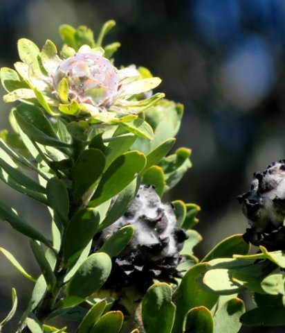 Leucadendron pubescens old and young