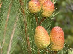 Leucadendron nobile coloured fruit cones