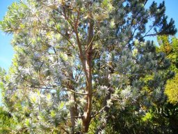 Leucadendron argenteum