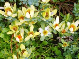 Leucadendron discolor male flowers