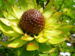 Leucadendron elimense with female flowerhead