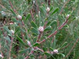 Leucadendron galpinii cone beginnings