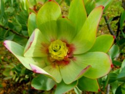 Leucadendron gandogeri female flowerhead
