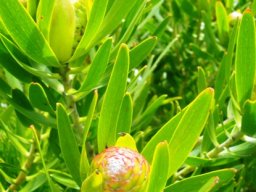 Leucadendron laureolum