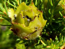 Leucadendron laxum young fruit cone