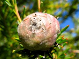 Leucadendron linifolium female cone