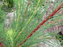 Leucadendron nobile stems