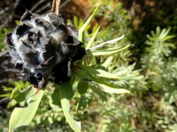 Leucadendron pubescens old cone