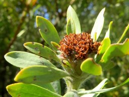 Leucadendron pubescens male flowers