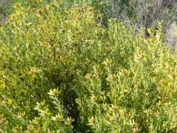 Leucadendron pubescens