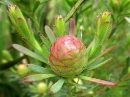 Leucadendron