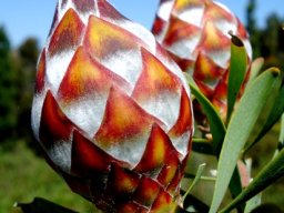 Leucadendron rubrum female cones