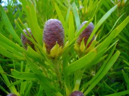 Leucadendron spissifolium