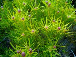 Leucadendron salignum in three good colours