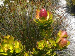 Leucadendron strobilinum reddish fruiting cones