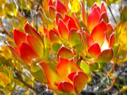 Leucadendron strobilinum, unusual red on a male bush