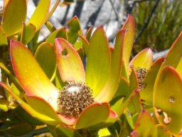 Leucadendron strobilinum, male cones