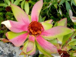 Leucadendron tinctum blushing leaves