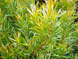 Leucadendron xanthoconus