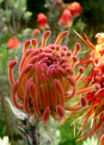 Leucospermum reflexum var. reflexum perianth curves