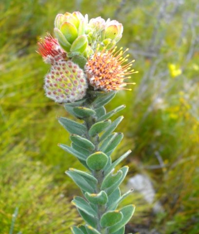 Leucospermum truncatulum flowerhead cluster