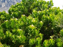 Leucospermum conocarpodendron subsp. viridum