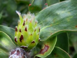 Leucospermum grandiflorum bud beginnings
