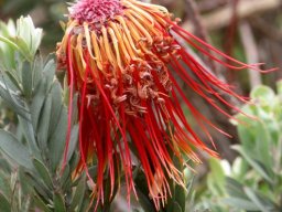Leucospermum reflexum var. reflexum flowerhead late
