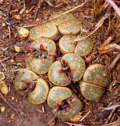 Lithops lesliei subsp. lesliei after flowering