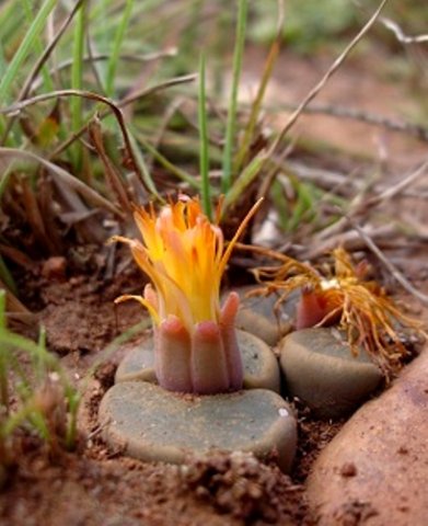Lithops lesliei subsp. lesliei flowering