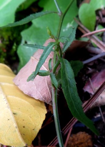Lobelia anceps leaves